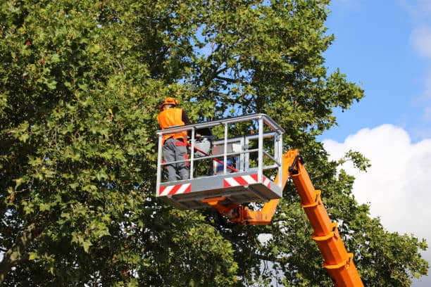Completed tree work in St. Louis County