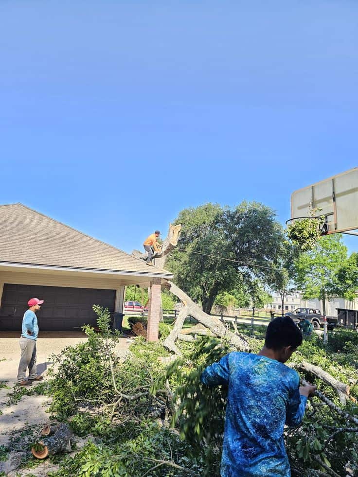 Tree care work in progress