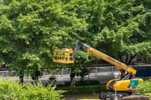 Tree removal and trimming
