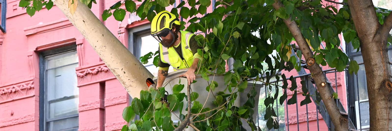 Tree service project in St. Louis