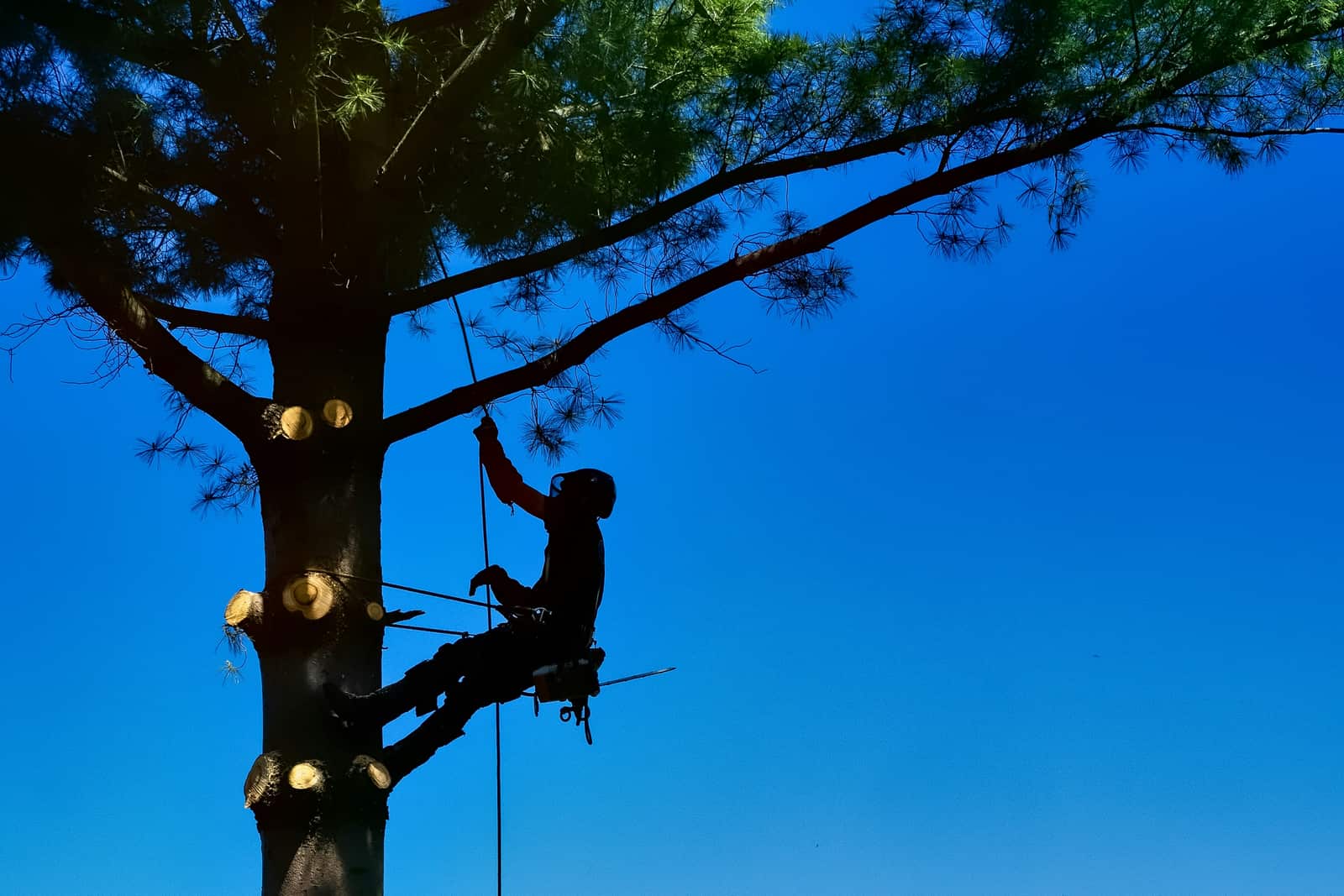 Firewood services