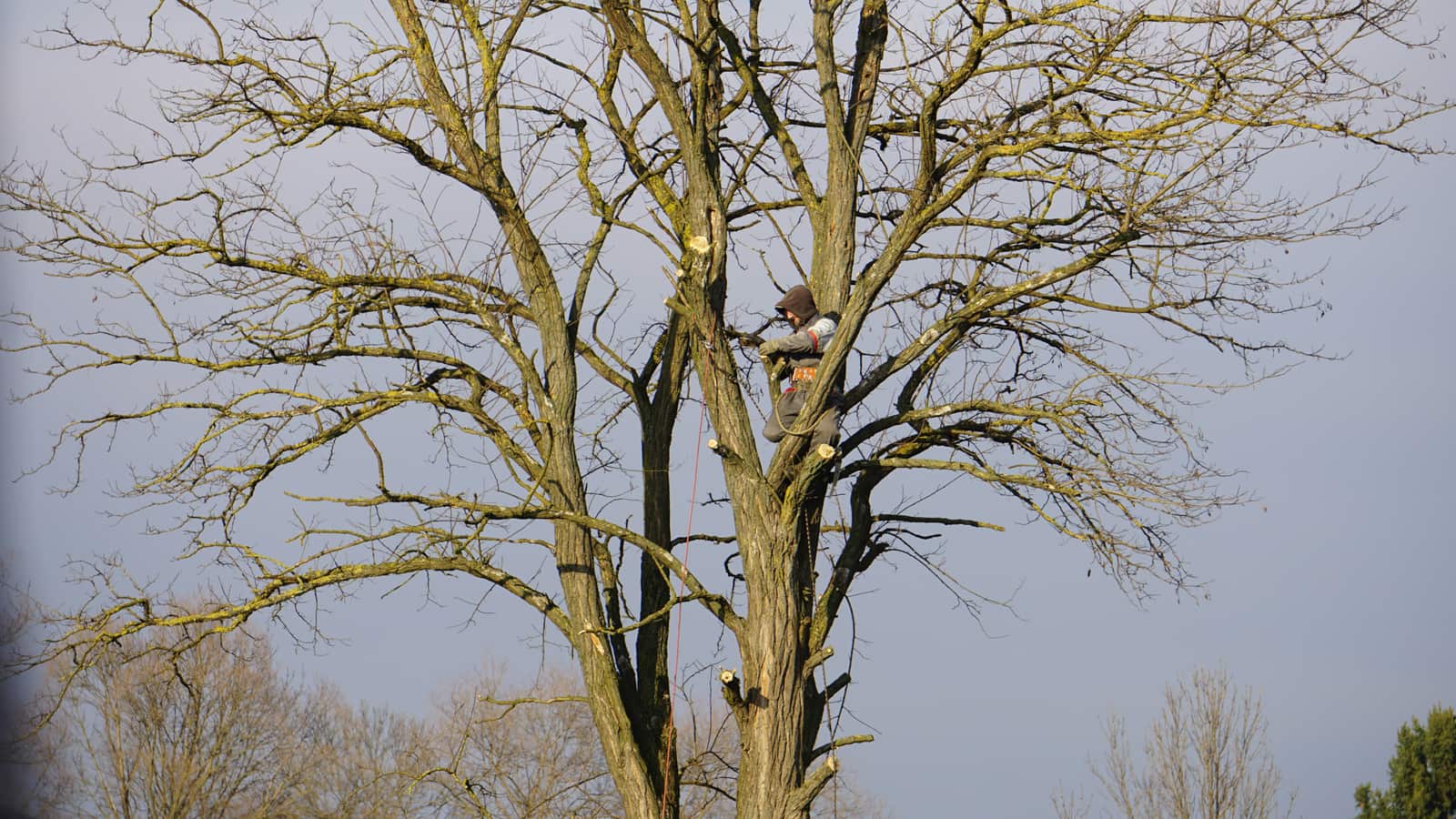 Tree trimming service